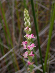 Spiranthes sinensis