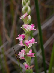 Spiranthes sinensis