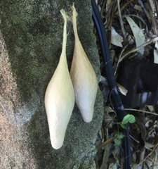 Ordgarius magnificus