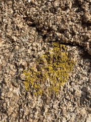Candelariella rosulans