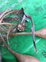 Ordgarius magnificus