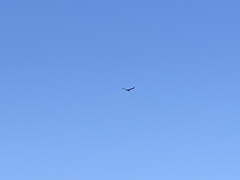 Haliaeetus leucogaster