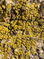 Candelariella rosulans