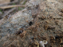 Titanoecoidea