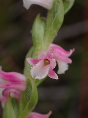 Spiranthes sinensis