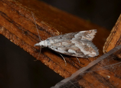 Nola albalis
