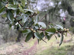 Ceanothus oliganthus
