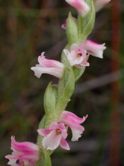 Spiranthes sinensis