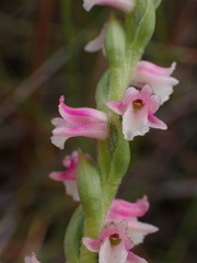 Spiranthes sinensis
