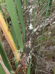 Leptogidium contortum