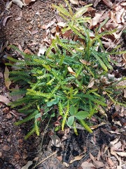 Banksia dallanneyi