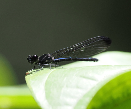 Rhinocypha stygia