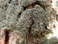 Leptogidium contortum