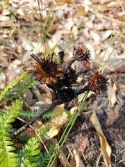 Banksia dallanneyi