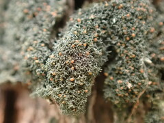 Leptogidium contortum