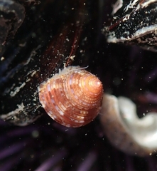 Calliostoma supragranosum