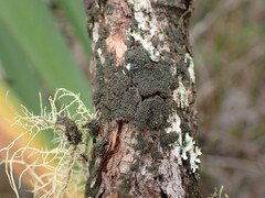 Leptogidium contortum