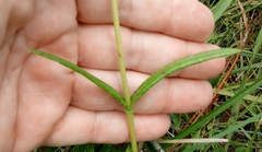Helianthus heterophyllus