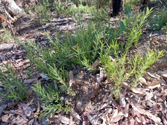 Adenanthos barbiger