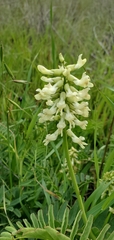 Astragalus trichopodus
