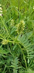Astragalus trichopodus
