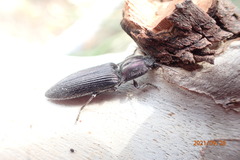 Crepidomenus fulgidus