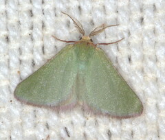 Eucrostes rufociliaria