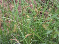 Carex maximowiczii