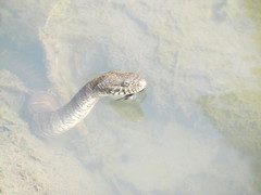 Nerodia sipedon