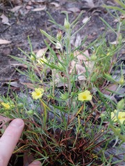 Hibbertia huegelii
