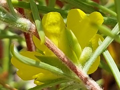 Hibbertia huegelii