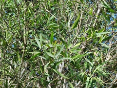 Notelaea microcarpa