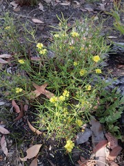 Hibbertia huegelii