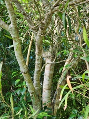 Notelaea microcarpa