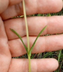 Helianthus heterophyllus