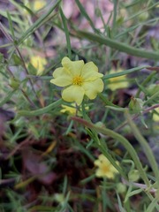 Hibbertia huegelii