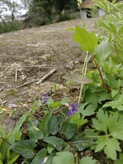 Viola inconspicua nagasakiensis