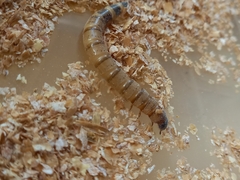 Zophobas atratus