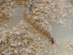 Zophobas atratus