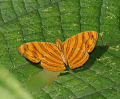 Chersonesia rahria