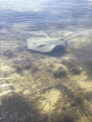 Hemitrygon fluviorum