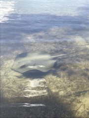 Hemitrygon fluviorum
