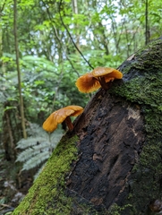 Heimiomyces velutipes