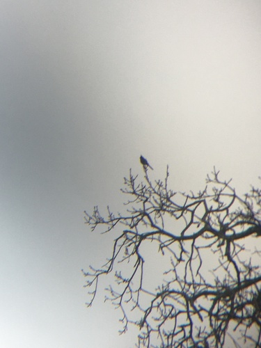 iNaturalist observation photo of Phainopepla