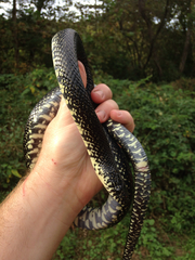 Lampropeltis nigra