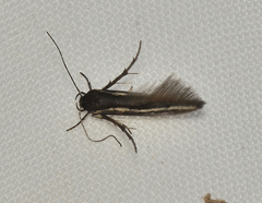 Stathmopodidae