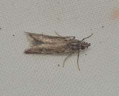 Dascia sagittifera