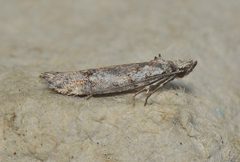Dascia sagittifera