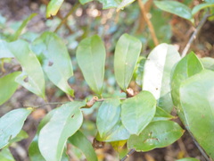 Eupomatia laurina