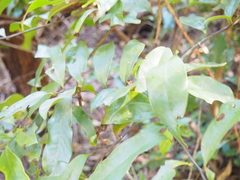 Eupomatia laurina